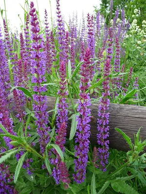 Salvia nemorosa (шалфей балканский, шалфей луговой, шалфей фиолетовый, шалфей лесной) | Набор инструментов для садовых растений Северной Каролины картинки