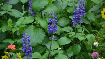 Шалфей большой голубой (Salvia longispicata x farinacea) картинки