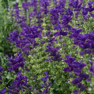 Семена шалфея - Salvia Horminum Blue Monday Flower Seeds картинки