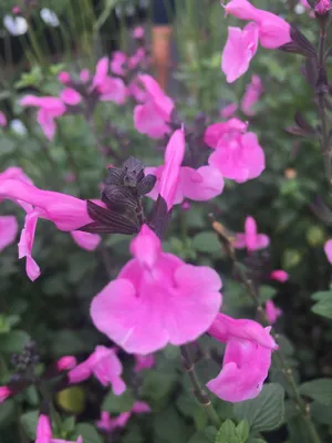 Salvia microphylla 'Flower Child' - Xera Plants картинки