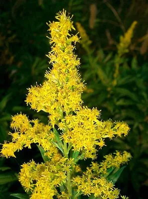 Amazon.com: 1 унция семян (приблизительно 121062 семян) Solidago Canadensis, Канада Цветок золотарника: патио, газон и сад картинки