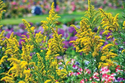 Как выращивать и ухаживать за золотарником (Solidago) » вики полезно Всемирный журнал садовников BBC картинки