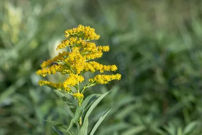 Золотарник Solidago Соцветие - Бесплатное фото на Pixabay картинки