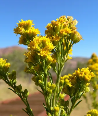 Solidago spectabilis — Википедия картинки