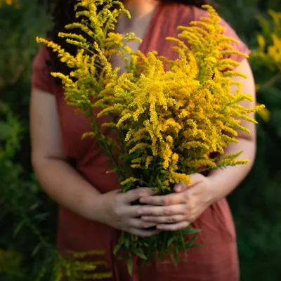 Goldenrod Hydrosol Mist — Рябина + Шалфей картинки