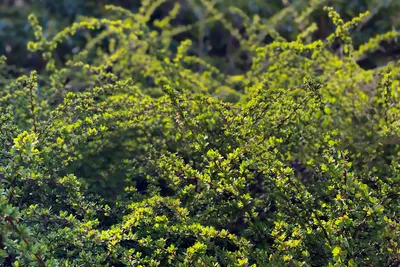 Как выращивать и ухаживать за золотарником (Solidago) » вики полезно Всемирный журнал садовников BBC картинки