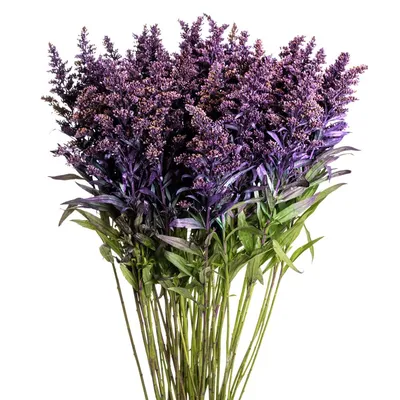 Фиолетовый оттенок - Mardi Gras Solidago - Esmeralda Farms Оптовая продажа цветов картинки