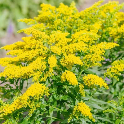 Solidago Seeds - Семена цветов золотарника | Плантен, Блумзаден, Васте плантен картинки