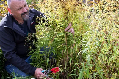 Как выращивать и ухаживать за золотарником (Solidago) » вики полезно Всемирный журнал садовников BBC картинки