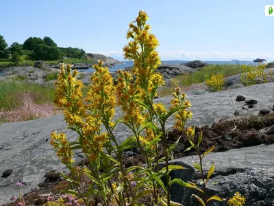 Золотарник, Solidago virgaurea - Цветы - NatureGate картинки