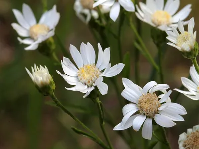 Solidago ptarmicoides (золотарник, степная астра, чихальная астра, астра горная белая, золотарник горный белый) | Набор инструментов для садовых растений Северной Каролины картинки