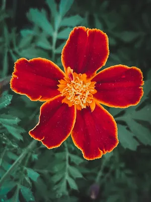 Фото Tagetes, скачать лучшие бесплатные стоковые фото Tagetes \ u0026 HD изображения картинки