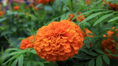 Бархатцы мексиканские (Tagetes erecta) картинки