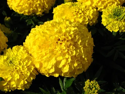 Мексиканские бархатцы (Tagetes erecta) | Feedipedia картинки