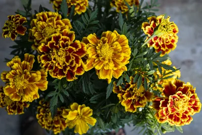 Фото Tagetes, скачать лучшие бесплатные стоковые фото Tagetes \ u0026 HD изображения картинки