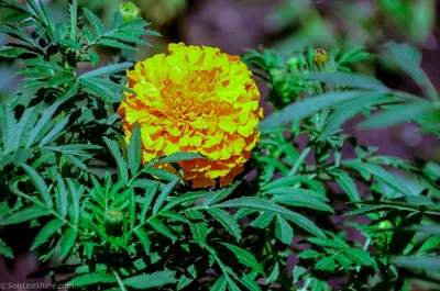 Бархатцы (Tagetes) - Сад наследия UIC картинки