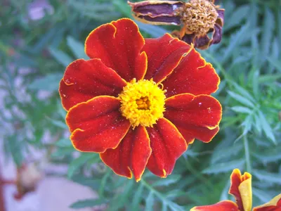 Файл:Tagetes flower 02.jpg — Викисклад картинки