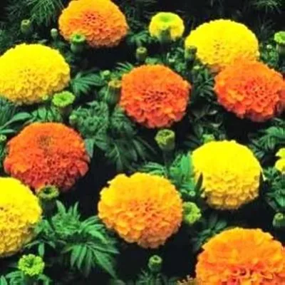 250 AFRICAN MARIGOLD CRACKERJACK MIX Семена цветов Tagetes Erecta картинки