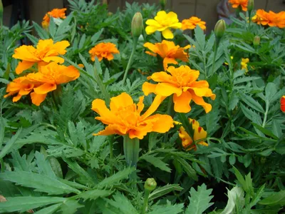 Мексиканские бархатцы (Tagetes erecta) | Feedipedia картинки