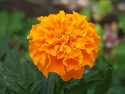 Эссенция цветов календулы, Tagetes patula– Aroma Health Texas картинки