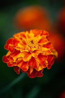 Семена Tagetes patula, 'Honeycomb' £ 2,25 от Chiltern Seeds - безопасный онлайн-каталог и магазин семян Chiltern Seeds картинки