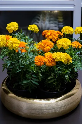 Фото Tagetes, скачать лучшие бесплатные стоковые фото Tagetes \ u0026 HD изображения картинки