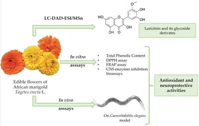 Питательные вещества | Бесплатный полнотекстовый | Съедобные цветки Tagetes erecta L. как функциональные ингредиенты: фенольный состав, антиоксидантное и защитное действие на Caenorhabditis elegans картинки