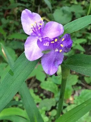 Tradescantia virginiana (Паутинник обыкновенный, Паучья лилия, Паутинник Вирджиния) | Набор инструментов для садовых растений Северной Каролины картинки