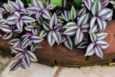 Tradescantia zebrina: сорта, уход и многое другое - Плантура картинки