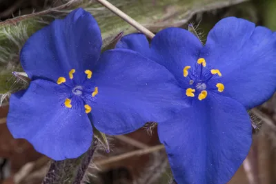 Фото 2466-26: Цветы паутинника синего (Tradescantia) в парке Lost... в государственном парке Bastrop. Бастроп, Техас картинки