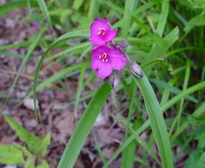 Tradescantia virginiana (Вирджиния паутинная): Go Botany картинки