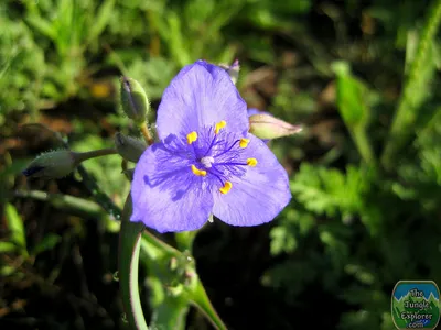 Техасский паутинник (Tradescantia humilis Rose). Редкая красавица из Техаса! картинки