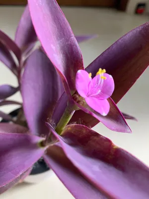 😻с бутонами Purple Heart / Tradescantia pallida в маленьком горшке с автополивом, Мебель \u0026 Домашняя жизнь, Домашний декор, Искусственные растения \u0026 Flowers on Carousell картинки