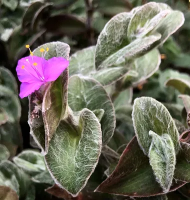 Tradescantia sillamontana (паутинник паутинный, белая паутинка, белый бархат) | Набор инструментов для садовых растений Северной Каролины картинки