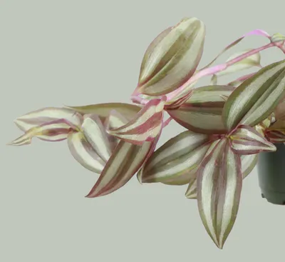 Tradescantia Zebrina, Silver Plus | Сборник комнатных растений. картинки