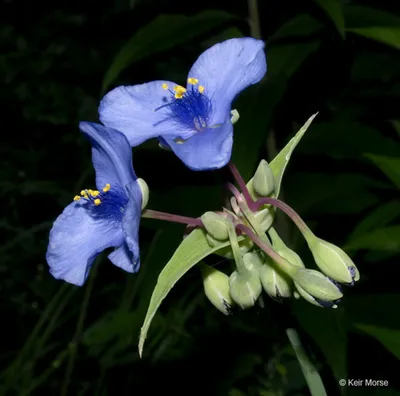 Tradescantia ohiensis (паутинник гладкий): Go Botany картинки