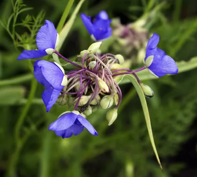 Онлайн виртуальная флора Висконсина - Tradescantia ohiensis картинки