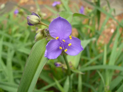 Tradescantia virginiana (Паутинник обыкновенный, Паучья лилия, Паутинник Вирджиния) | Набор инструментов для садовых растений Северной Каролины картинки