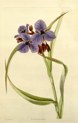 Иллюстрация Tradescantia virginiana - около 1829 г. | Ботаническая живопись, Цветочная иллюстрация, Растительная иллюстрация картинки