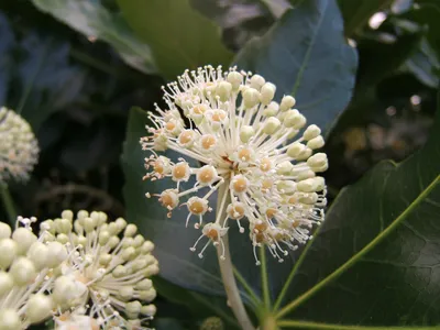 Файл:Fatsia japonica1.jpg — Викисклад картинки