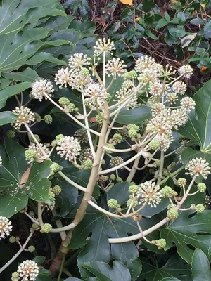 Fatsia japonica (Бумажное растение с большими листьями, Фиговый лист пальмы, Рисовое дерево Формоза, Растение с глянцевыми листьями, Японская аралия, Японская фатсия, Бумажная фабрика) | Набор инструментов для садовых растений Северной Каролины картинки