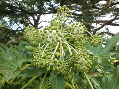 Fatsia japonica — смелые листья (и цветы) для теневого уголка — The Teddington Gardener картинки