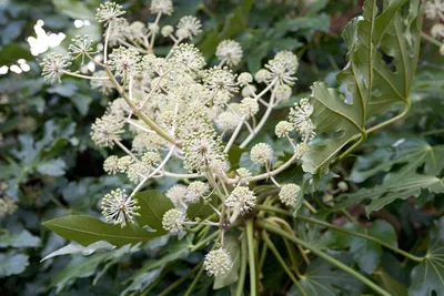 Как выращивать аралию японскую, Fatsia japonica | Всемирный журнал садовников BBC картинки