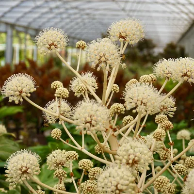 Fatsia japonica Variegata - Tendercare картинки