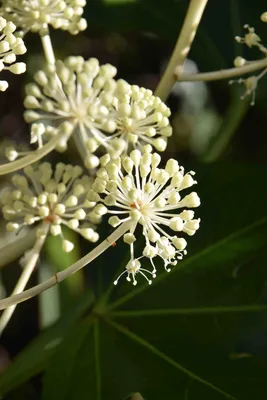 Fatsia japonica: мое любимое вечнозеленое растение | Садовник на велосипеде картинки