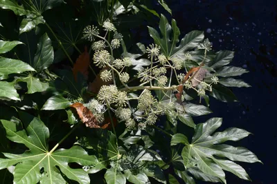 Fatsia japonica: мое любимое вечнозеленое растение | Садовник на велосипеде картинки