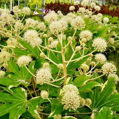 Fatsia japonica Variegata - Tendercare картинки