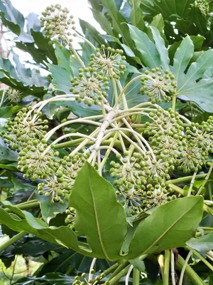 Fatsia japonica — смелые листья (и цветы) для теневого уголка — The Teddington Gardener картинки