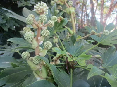 Fatsia japonica (Бумажное растение с большими листьями, Фиговый лист пальмы, Рисовое дерево Формоза, Растение с глянцевыми листьями, Японская аралия, Японская фатсия, Бумажная фабрика) | Набор инструментов для садовых растений Северной Каролины картинки