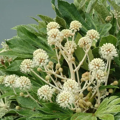 Купить Аралия японская ( синоним Fatsia Tsumugi-shibori ) Fatsia japonica 'Spider's Web': Доставка в Waitrose Garden картинки